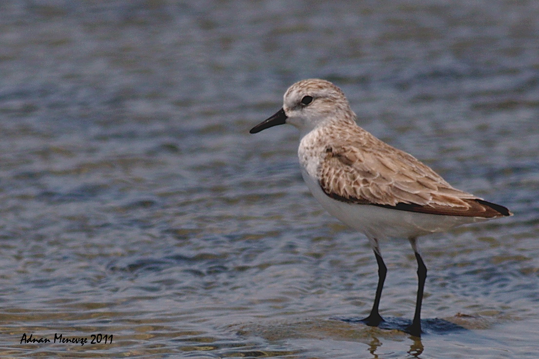 Semipalmated Sandpiper